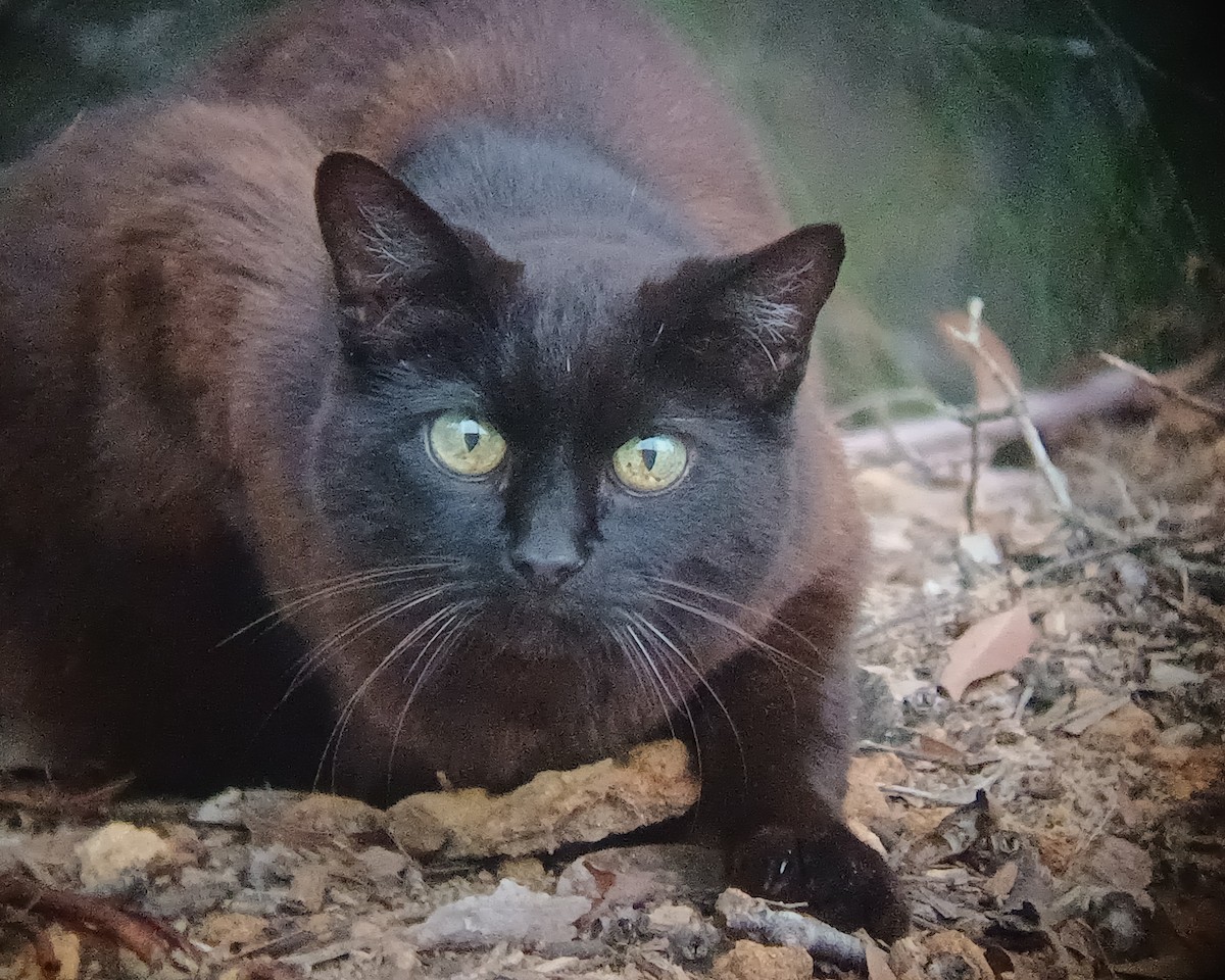 Domestic Cat - ML646631091