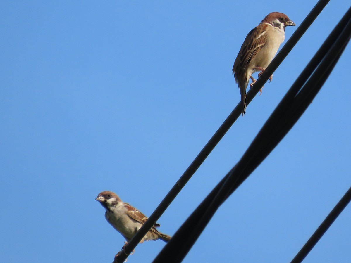 スズメ - ML646631092