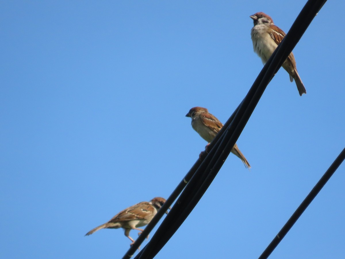 スズメ - ML646631093