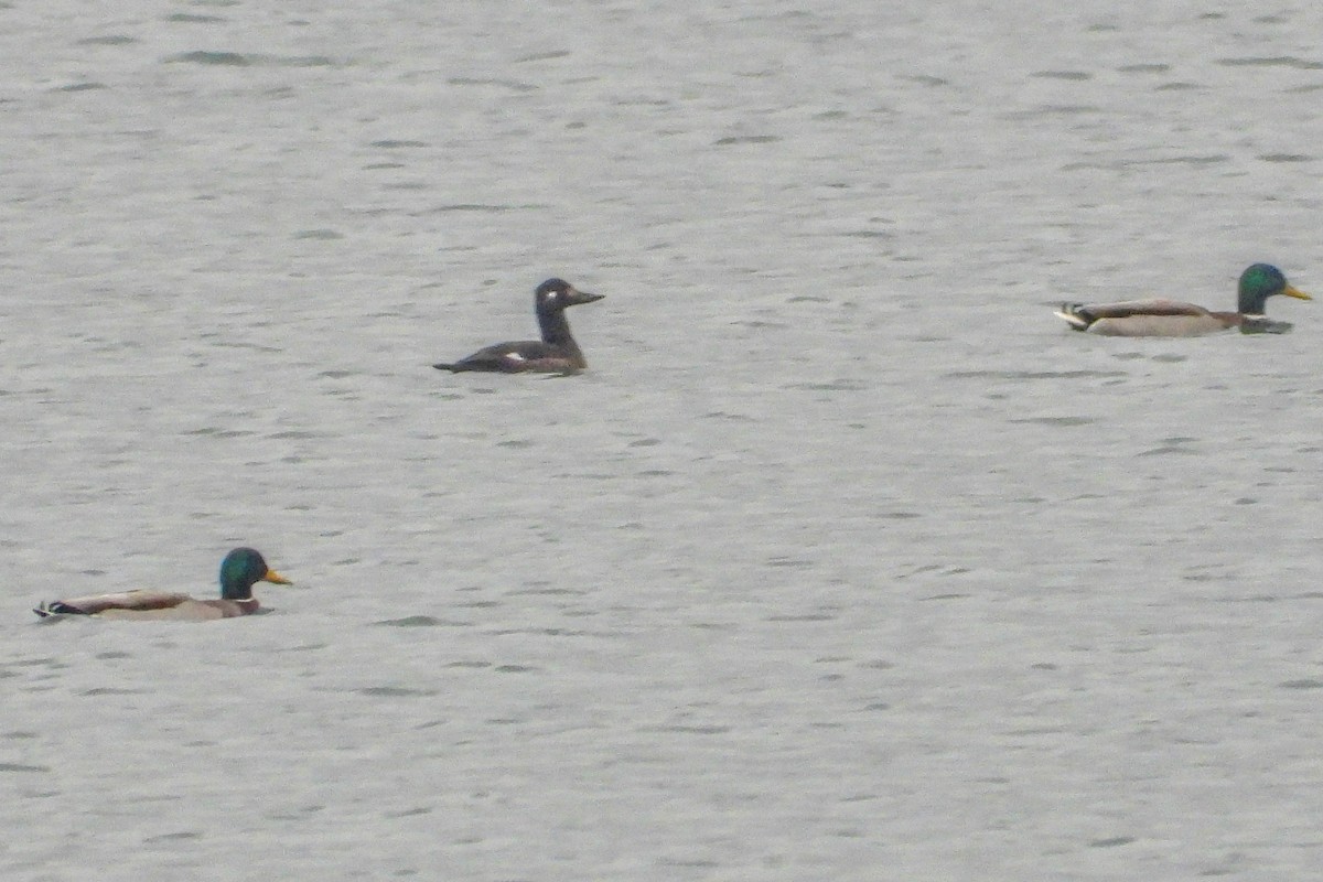 Macreuse brune - ML646631097