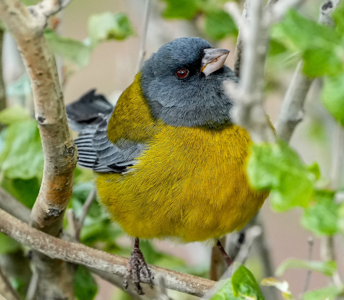 Gray-hooded Sierra Finch - ML646631099