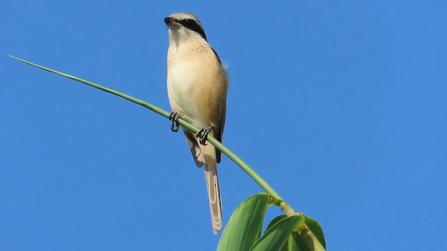 Сорокопуд сибірський - ML646631100