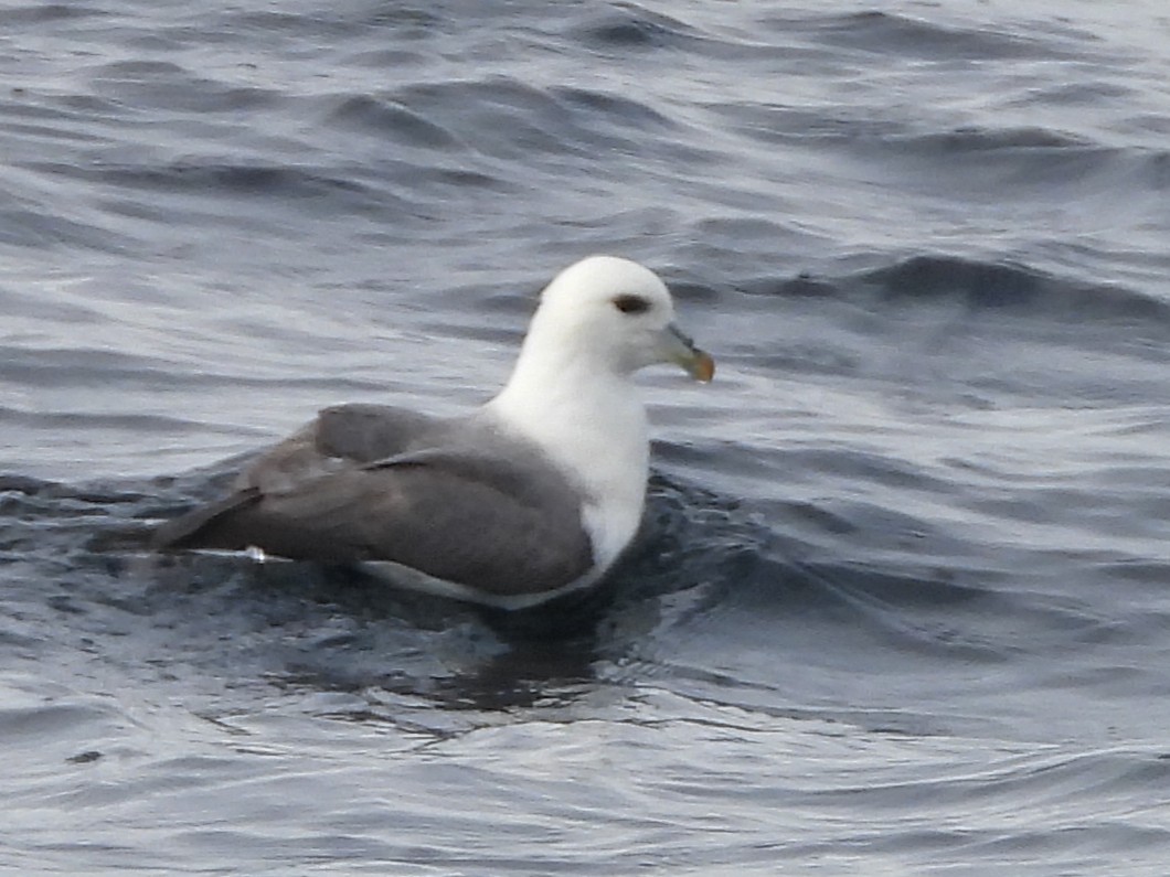 暴風鸌 - ML646631101