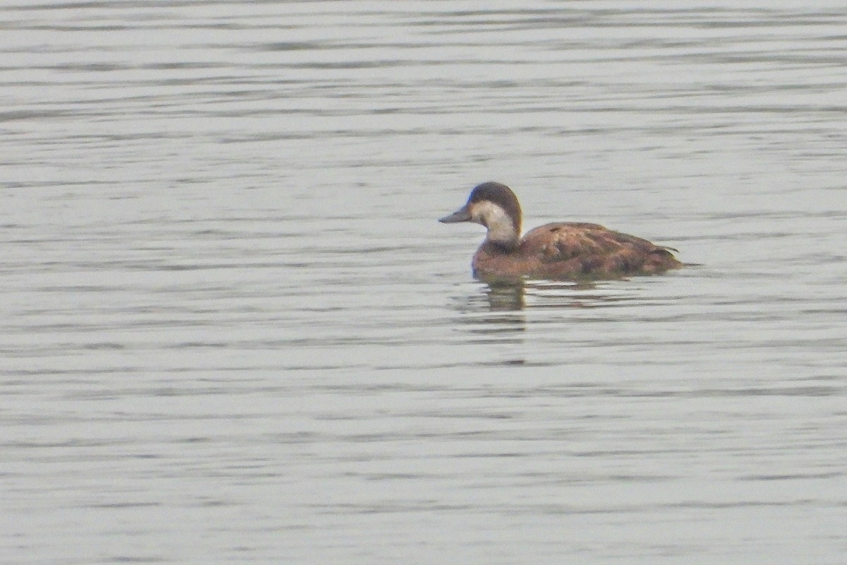 Macreuse noire - ML646631103