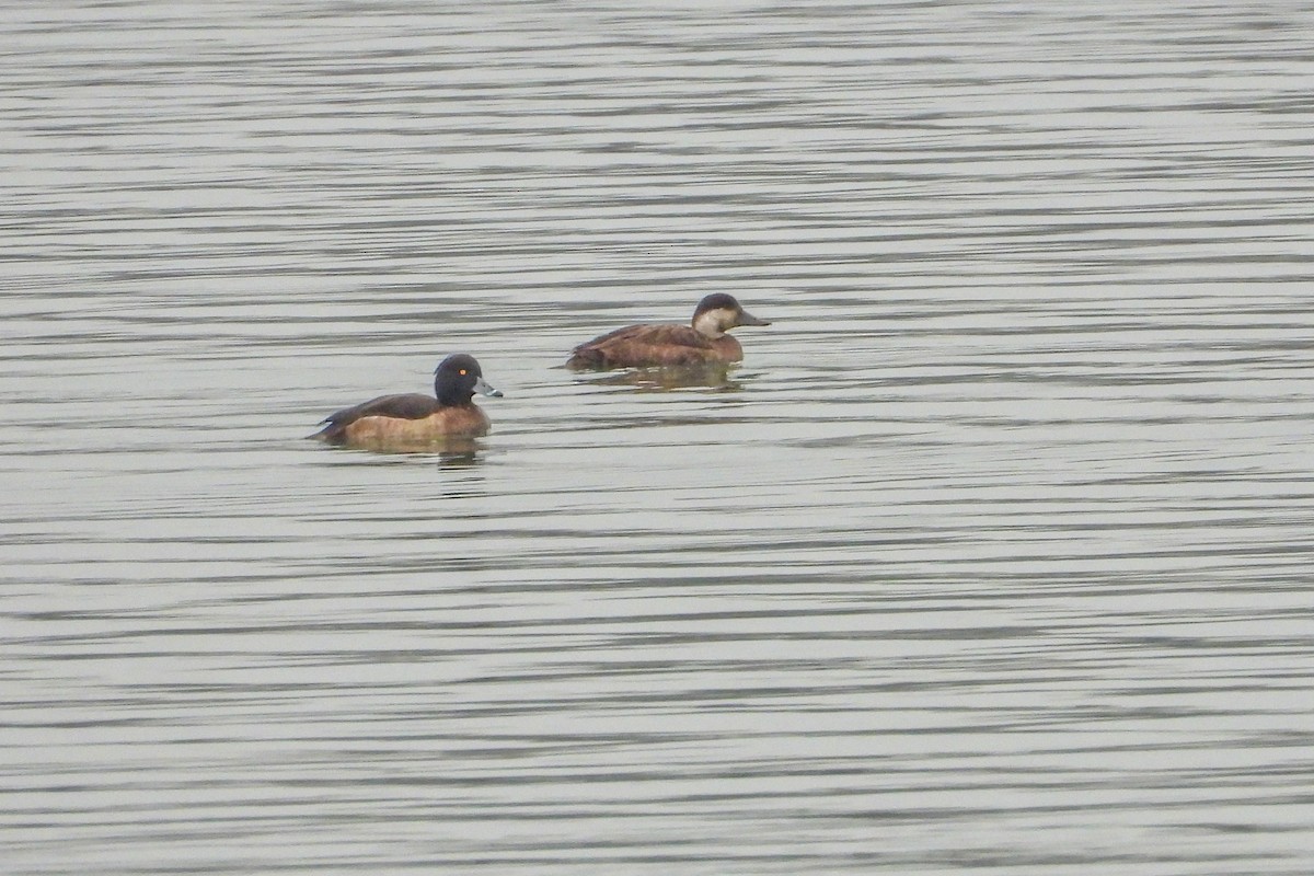 Macreuse noire - ML646631104