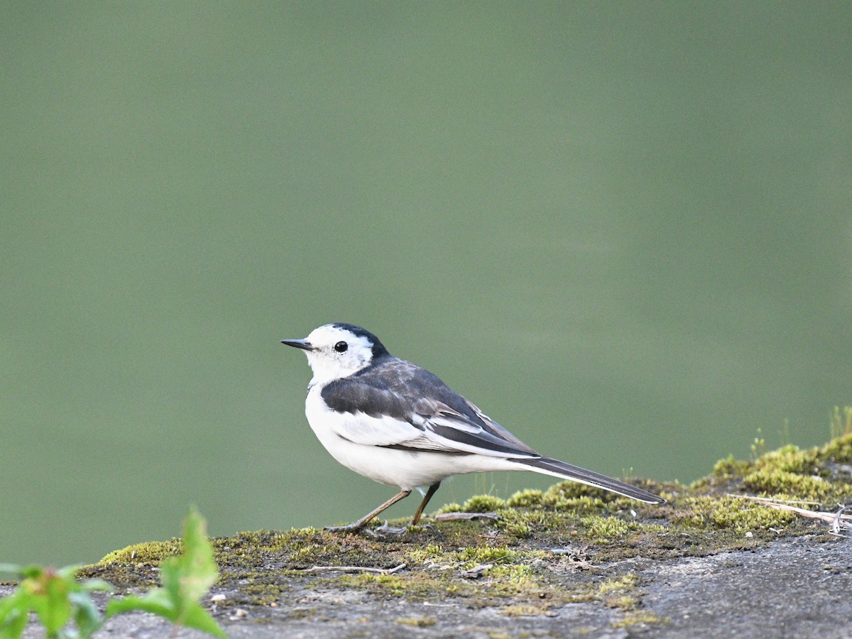 Плиска біла (підвид leucopsis) - ML646631105