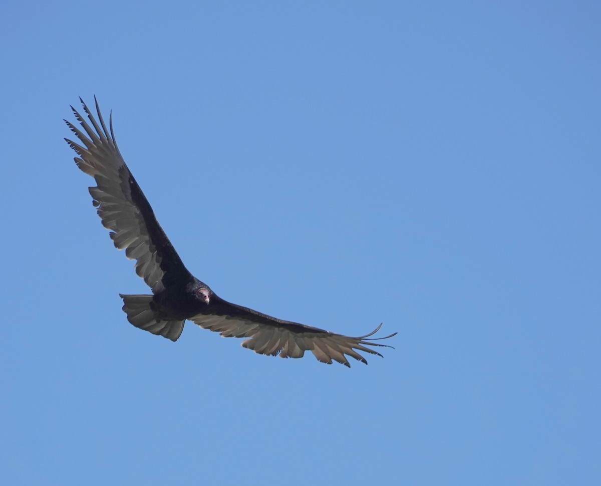 Катарта червоноголова - ML646631106