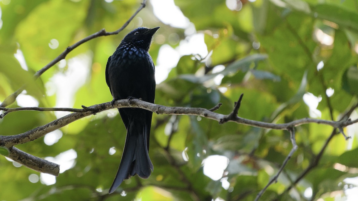 Дронго бронзовий - ML646631107