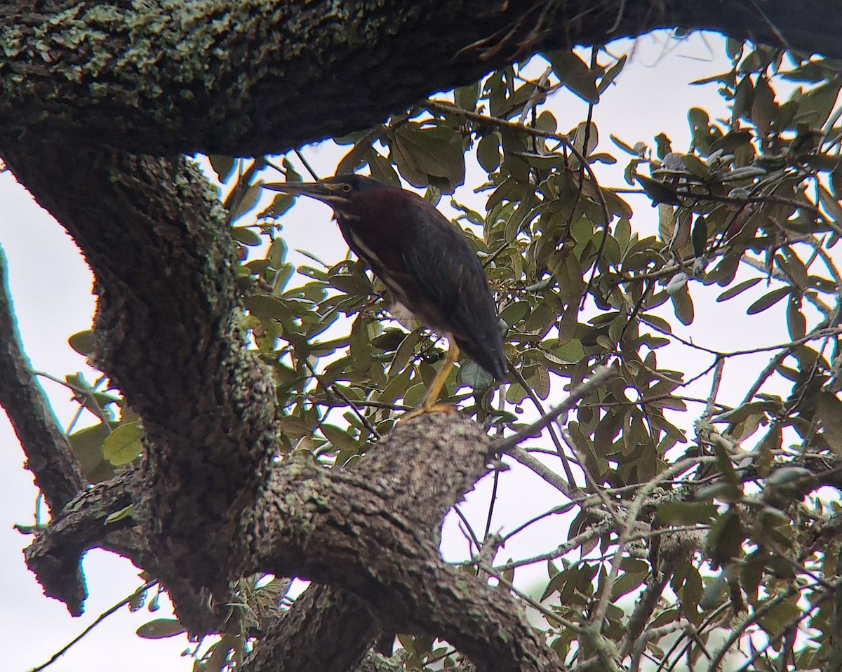 Green Heron - ML646631108