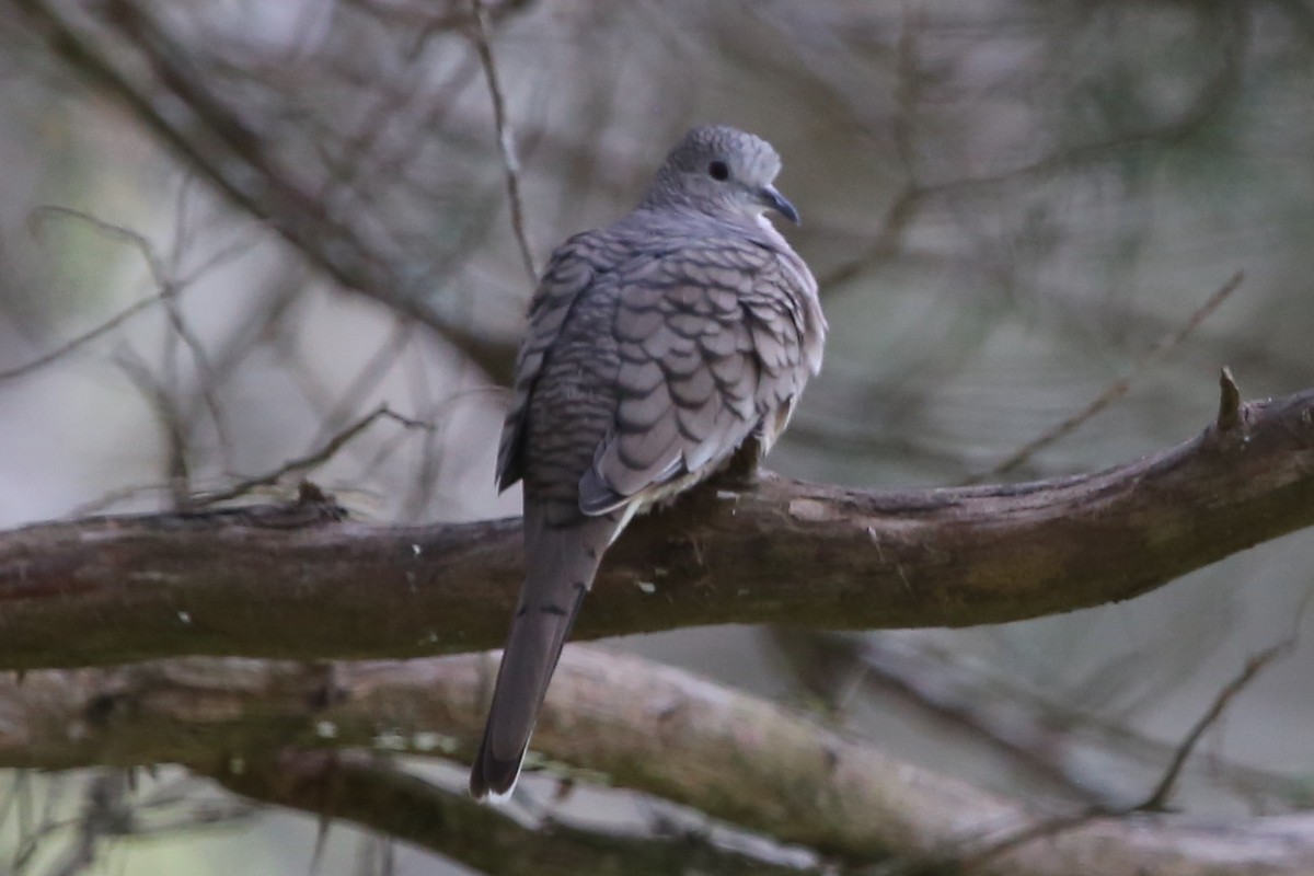 Inca Dove - ML646631109