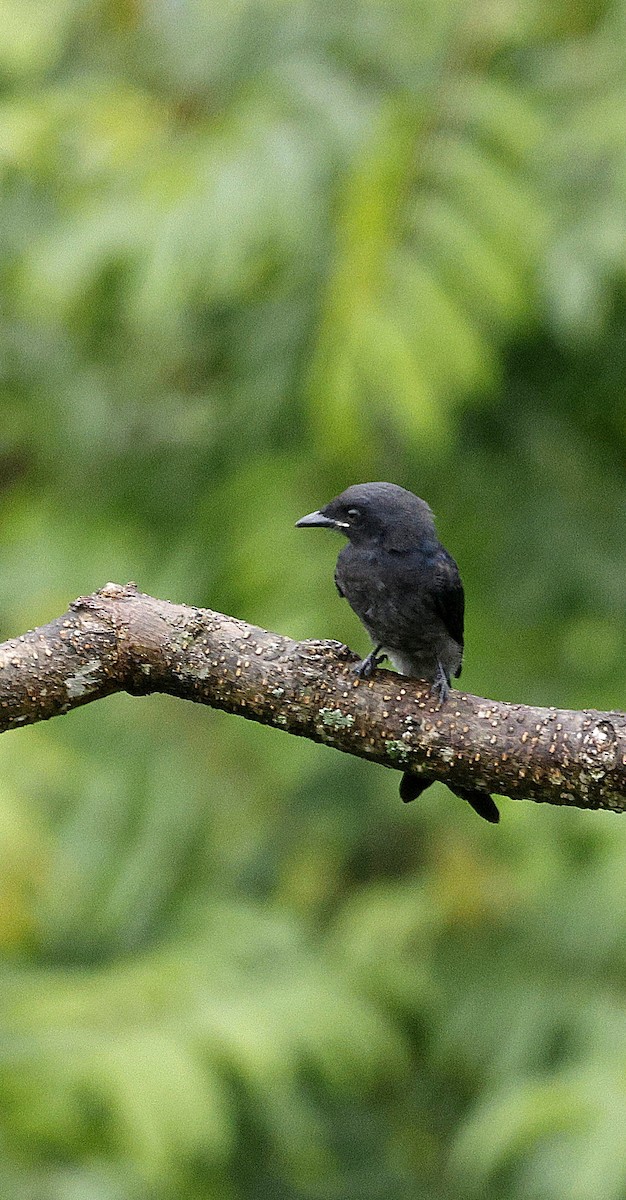 Ashy Drongo - ML646631110
