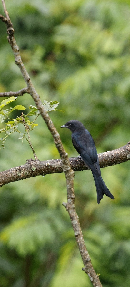 Ashy Drongo - ML646631111