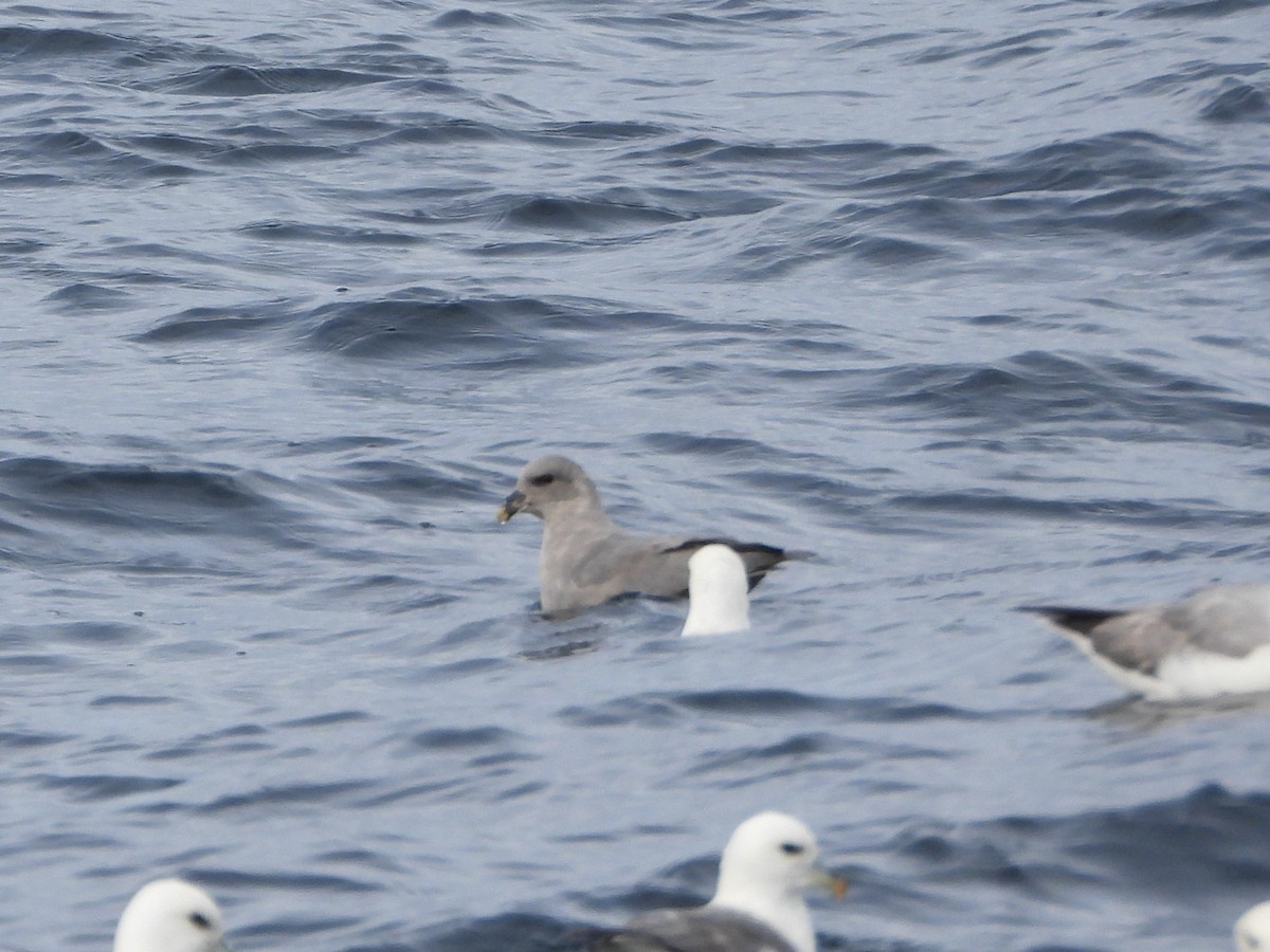 Буревісник кочівний - ML646631112