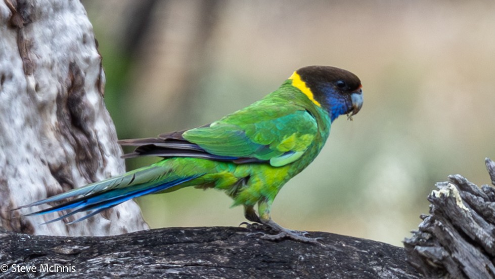 Розела чорноголова - ML646631113