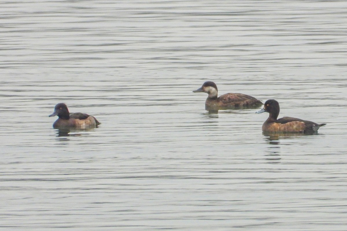 Macreuse noire - ML646631114