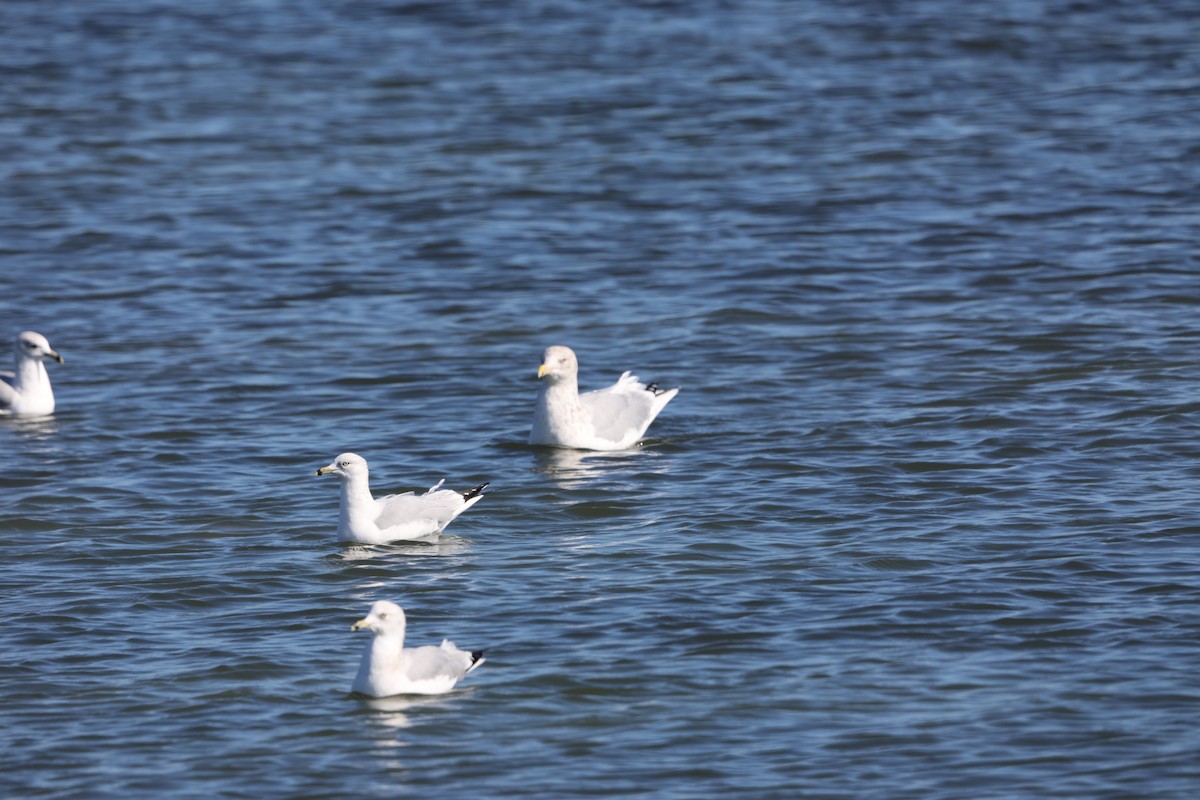 Мартин делаверський - ML646631115