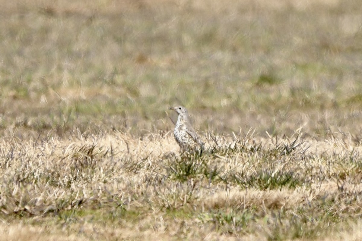 Дрізд-омелюх - ML646631116