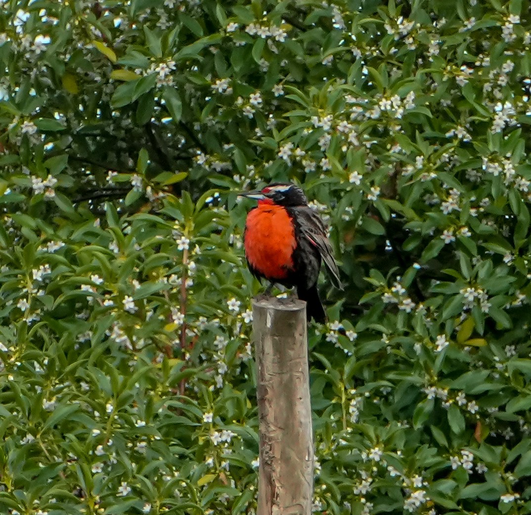 Long-tailed Meadowlark - ML646631117
