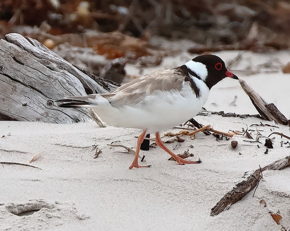 Пісочник чорноголовий - ML646631118