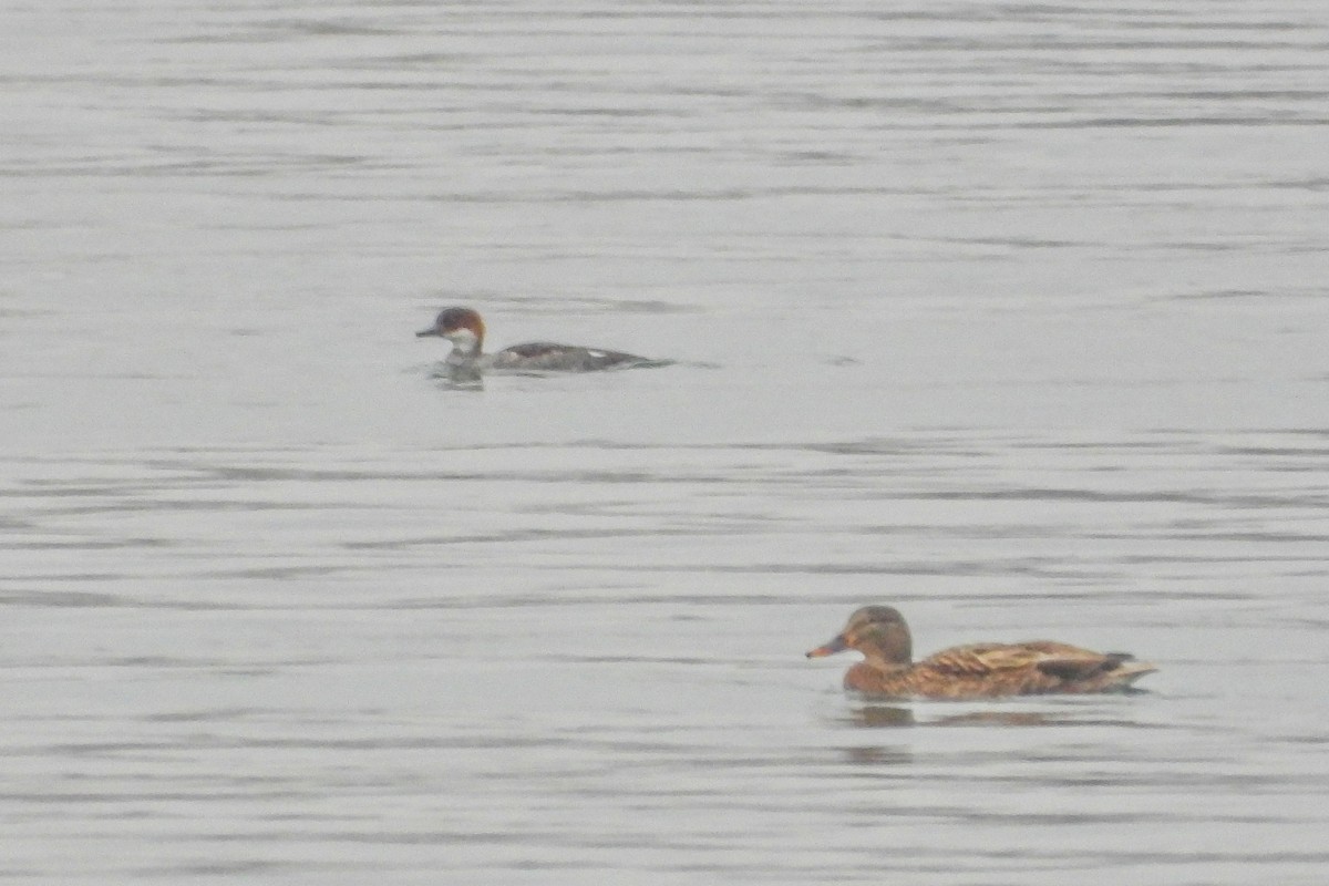 Крех малий - ML646631119