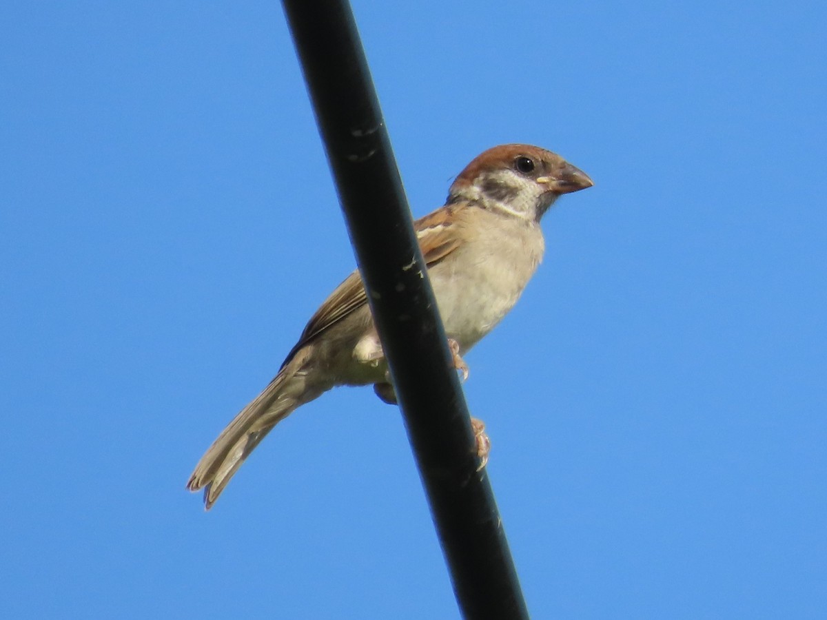 Горобець польовий - ML646631120