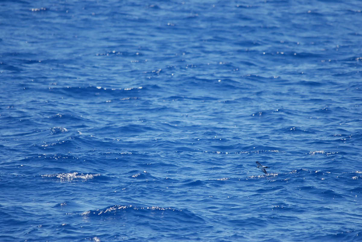 White-faced Storm-Petrel - ML646631121