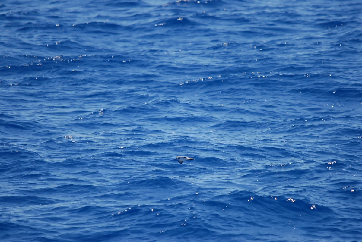 White-faced Storm-Petrel - ML646631122