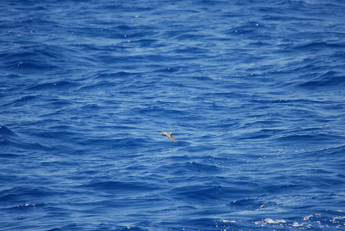 White-faced Storm-Petrel - ML646631123