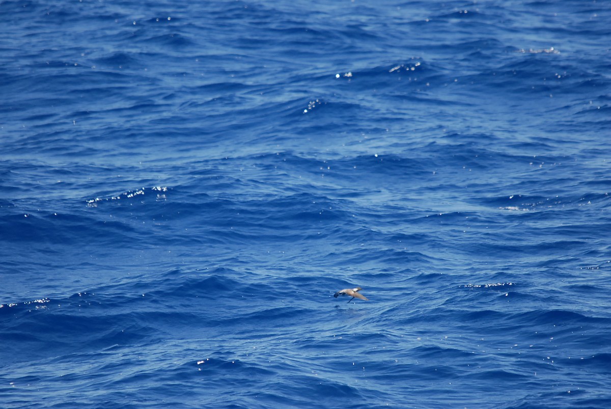 White-faced Storm-Petrel - ML646631124