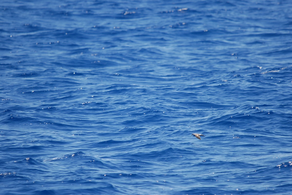 White-faced Storm-Petrel - ML646631125