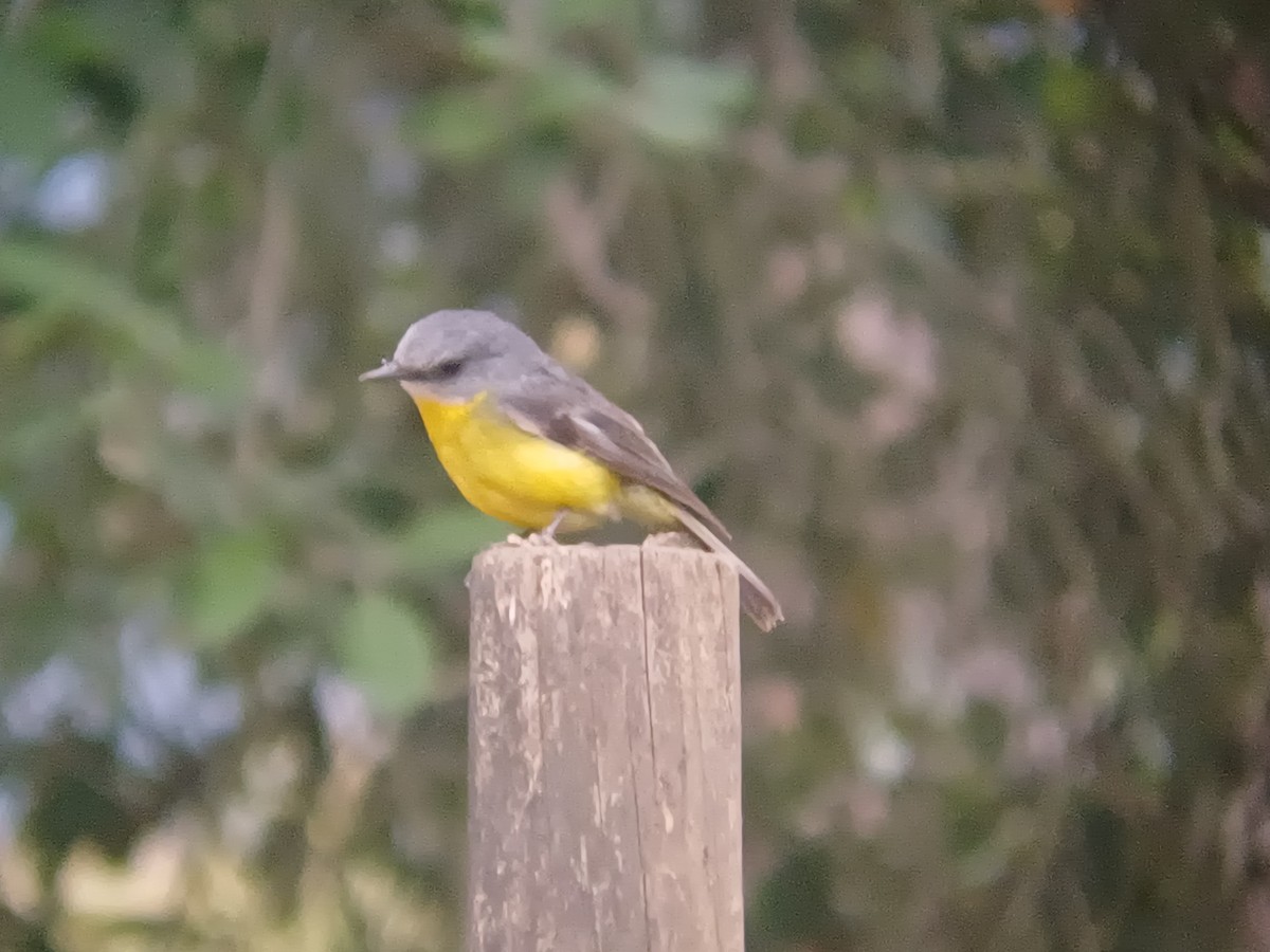 Королець жовтий - ML646631127