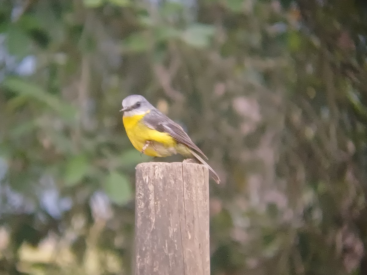 Королець жовтий - ML646631128