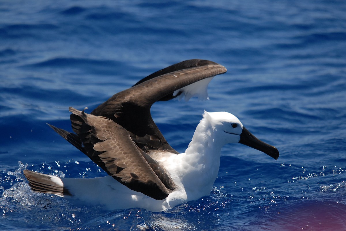 Indian Yellow-nosed Albatross - ML646631129