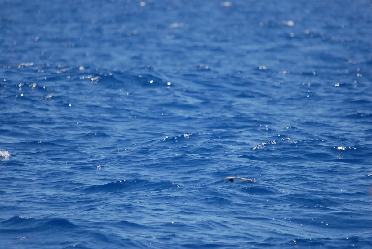 Gould's Petrel - ML646631131