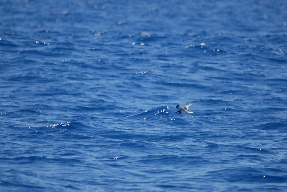 Gould's Petrel - ML646631132