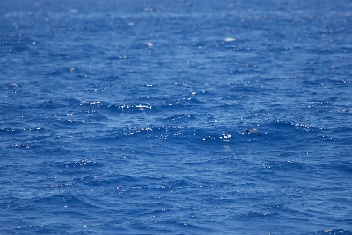 Gould's Petrel - ML646631133