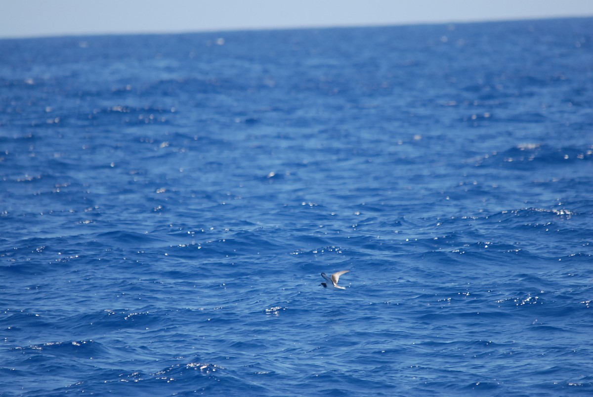 Gould's Petrel - ML646631134