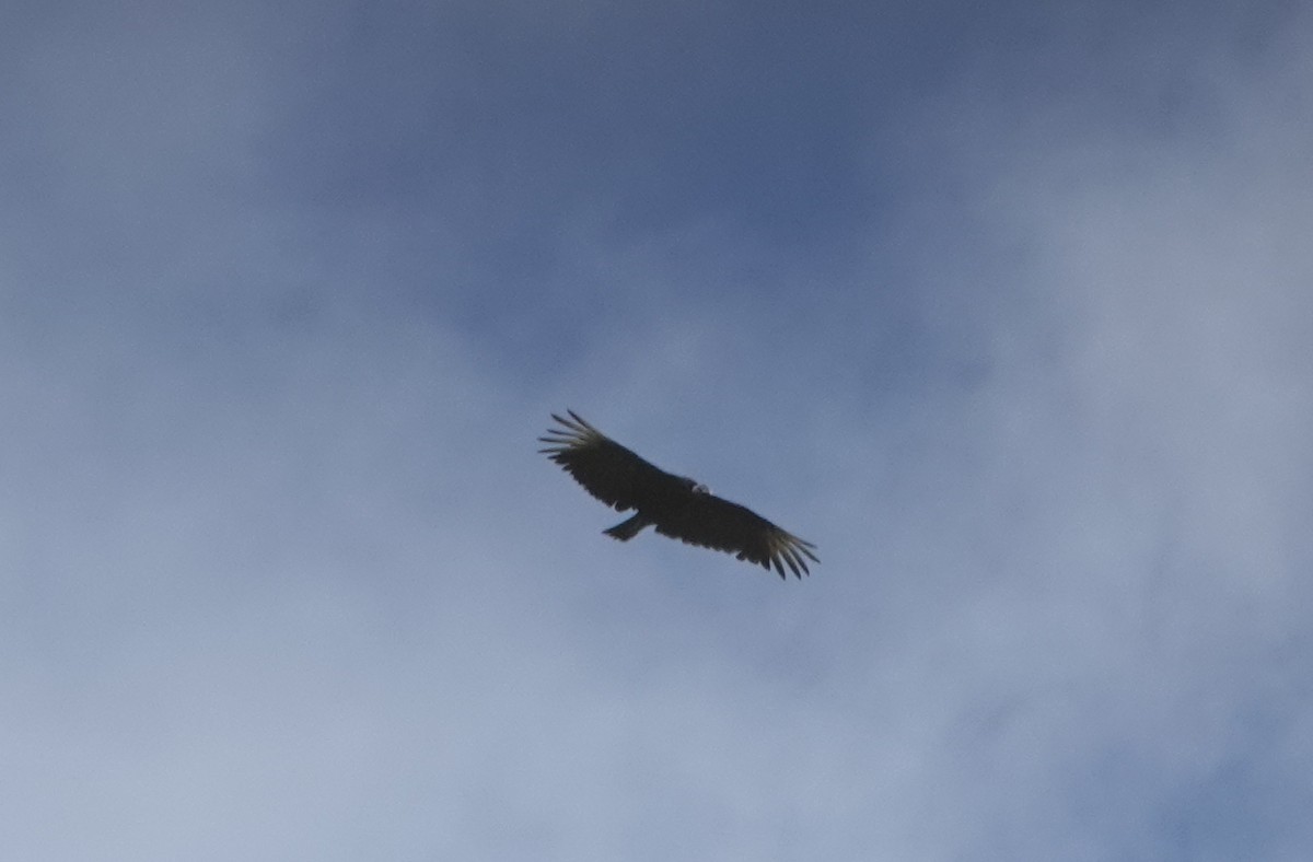 Катарта чорна - ML646631135