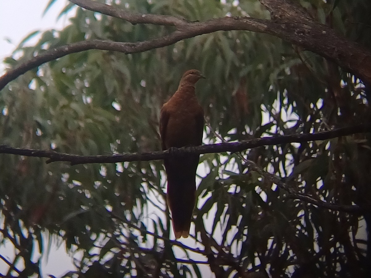 Phasianelle brune - ML646631136