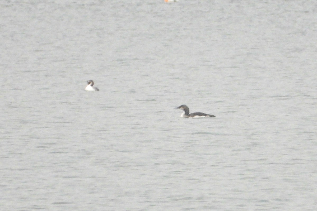 Plongeon arctique - ML646631137