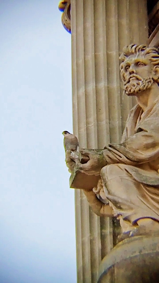 Peregrine Falcon - ML646631138