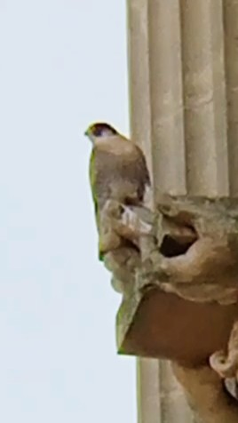 Peregrine Falcon - ML646631139