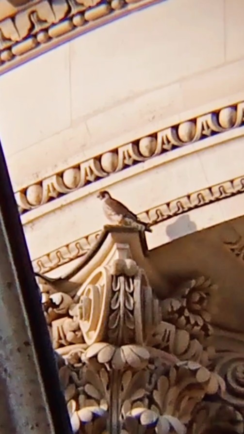 Peregrine Falcon - ML646631140