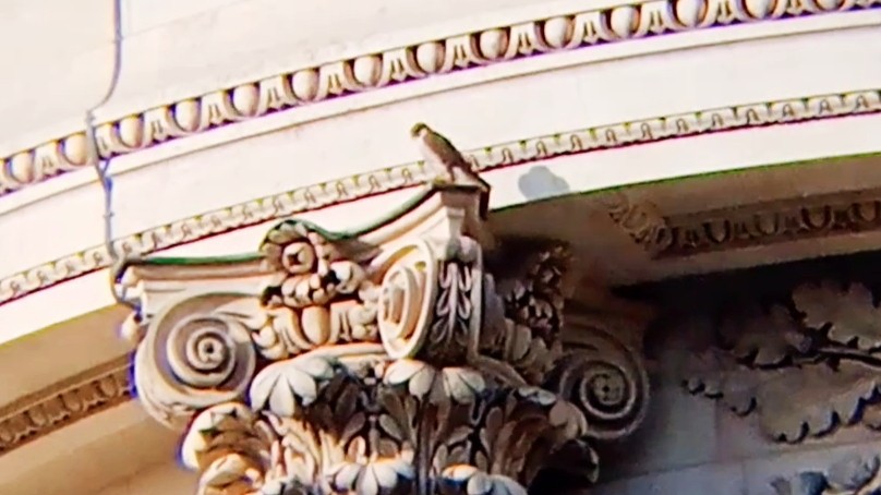 Peregrine Falcon - ML646631141