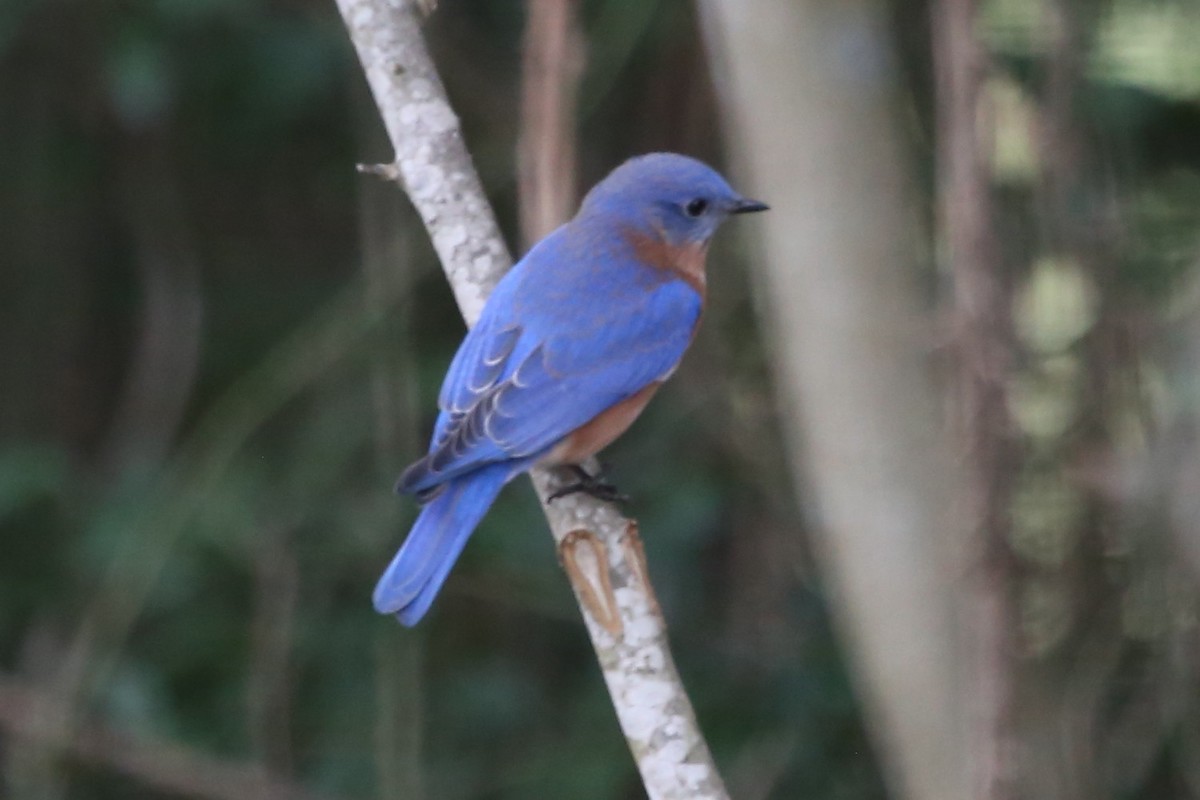 Eastern Bluebird - ML646631143