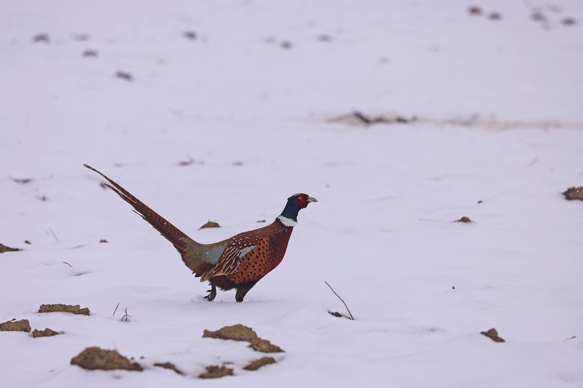 Ring-necked Pheasant - ML646631145