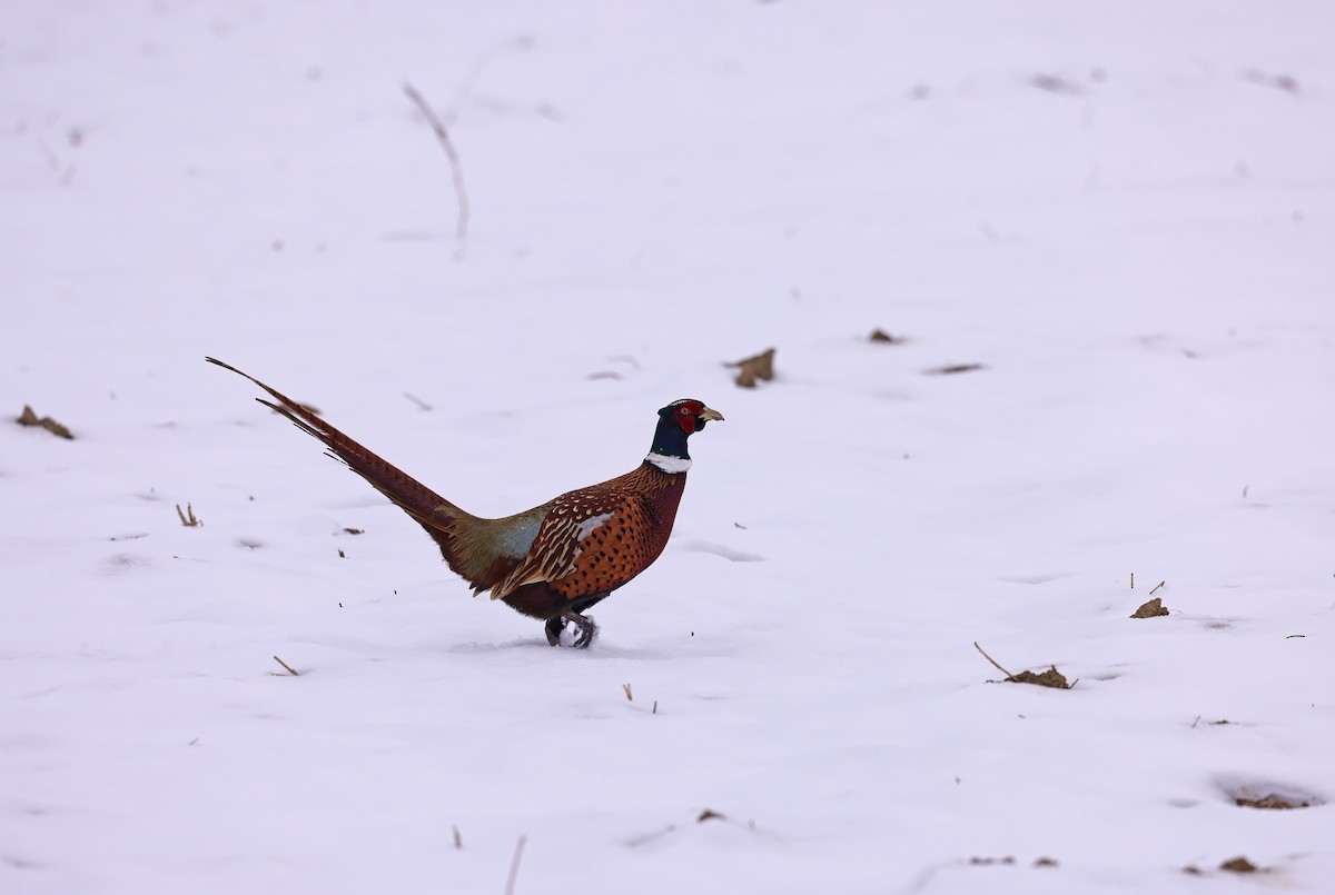 Ring-necked Pheasant - ML646631146