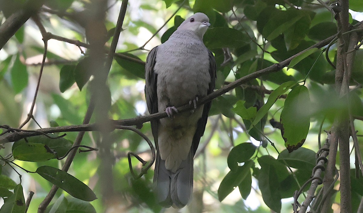 Пінон брунатний - ML646631147