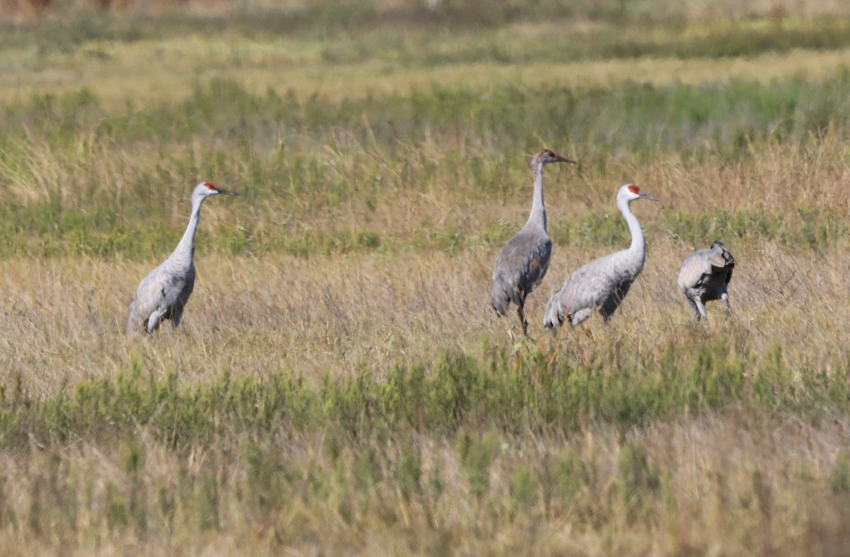 Sandhill Crane - ML646631151