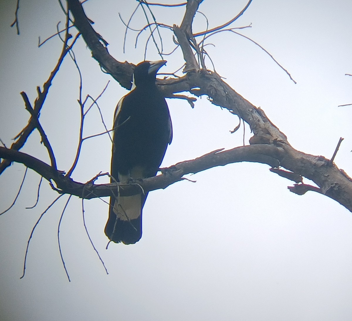Australian Magpie - ML646631152